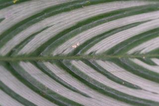 Minas Gerais Brésil : l'état du baroque, de l'or et du fromage