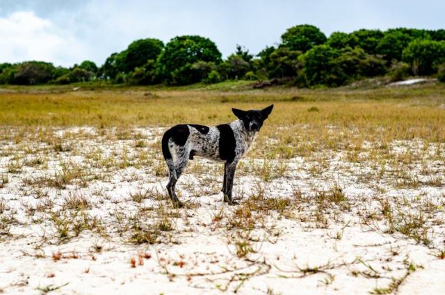 Qui a decouvert le bresil : guide pratique Brésil