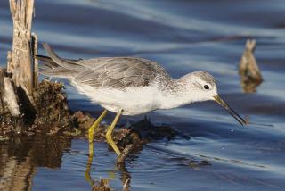 Pantanal Brésil : le paradis de la faune sauvage sud-américaine