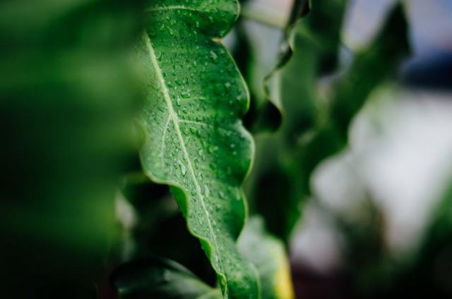 Pipa bresil : guide pratique Brésil