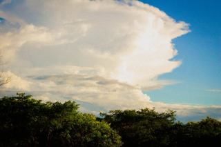 Arbre emblematique du Bresil : pau-brasil et ipe-amarelo
