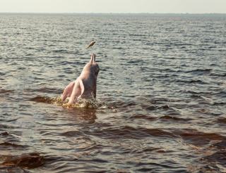 Fleuve Amazone : le plus grand fleuve du monde au Brésil