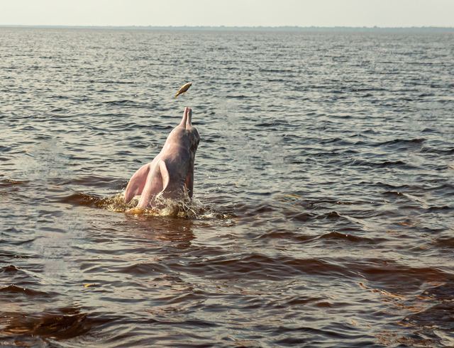 L'Amazone : le fleuve géant du Brésil et de l'Amérique du Sud L'Amazone : le fleuve géant du Brésil et de l'Amérique du Sud