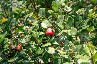 Anacardier : l'arbre du cajou et son importance au Brésil