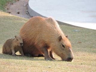 Animaux du Brésil : jaguar, toucan, capybara et faune unique