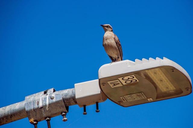 Les oiseaux du Brésil : biodiversité aviaire et spots d'observation Les oiseaux du Brésil : biodiversité aviaire et spots d'observation